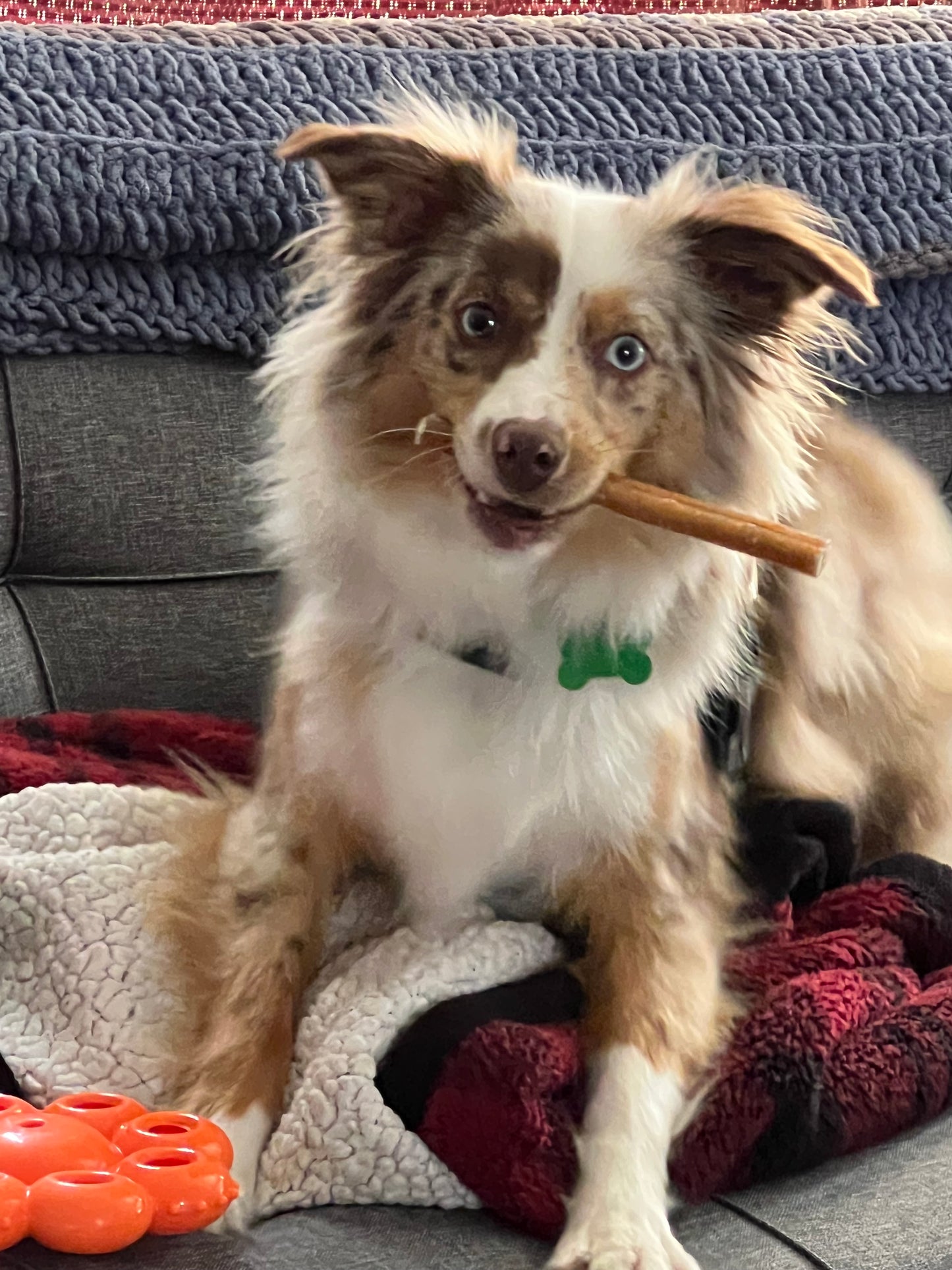 Aluminum engraved pet tag